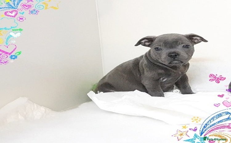 Staffordshire Bull Terrier dogs - Advert 4