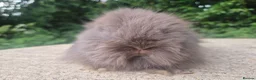 Angora rabbits for sale: ❤️STUNNING IMPORTED PARENTS- TEDDYDWERG BABIES❤️ - Advert 28