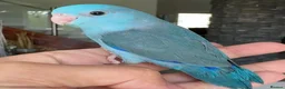 Parrots birds for sale: Gorgeous Parrots with Amazing Personalities in Norwich - Advert 5