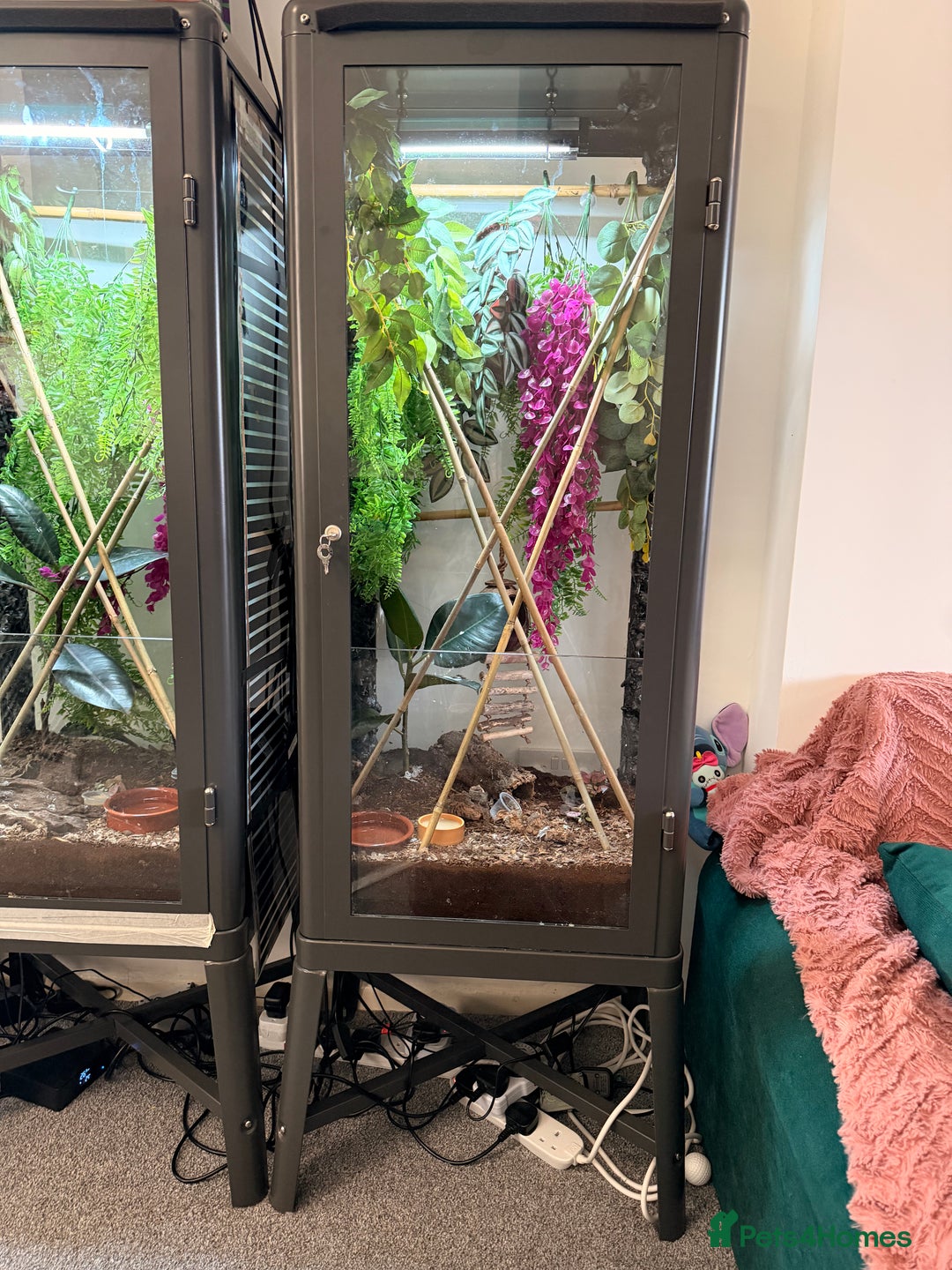 Gecko reptiles for sale: Baby crested geckos and setups - Advert 2