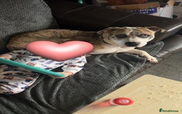 American Bulldog dogs for sale: 1 year old American bulldog  - Advert 6