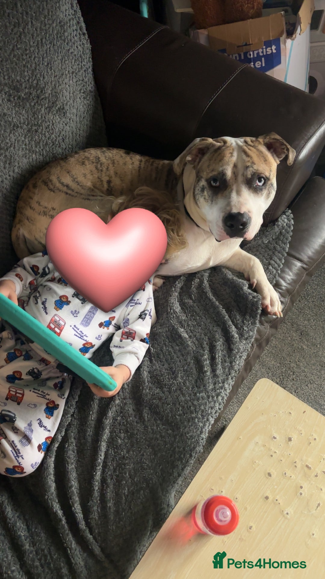 American Bulldog dogs for sale: 1 year old American bulldog  - Advert 6