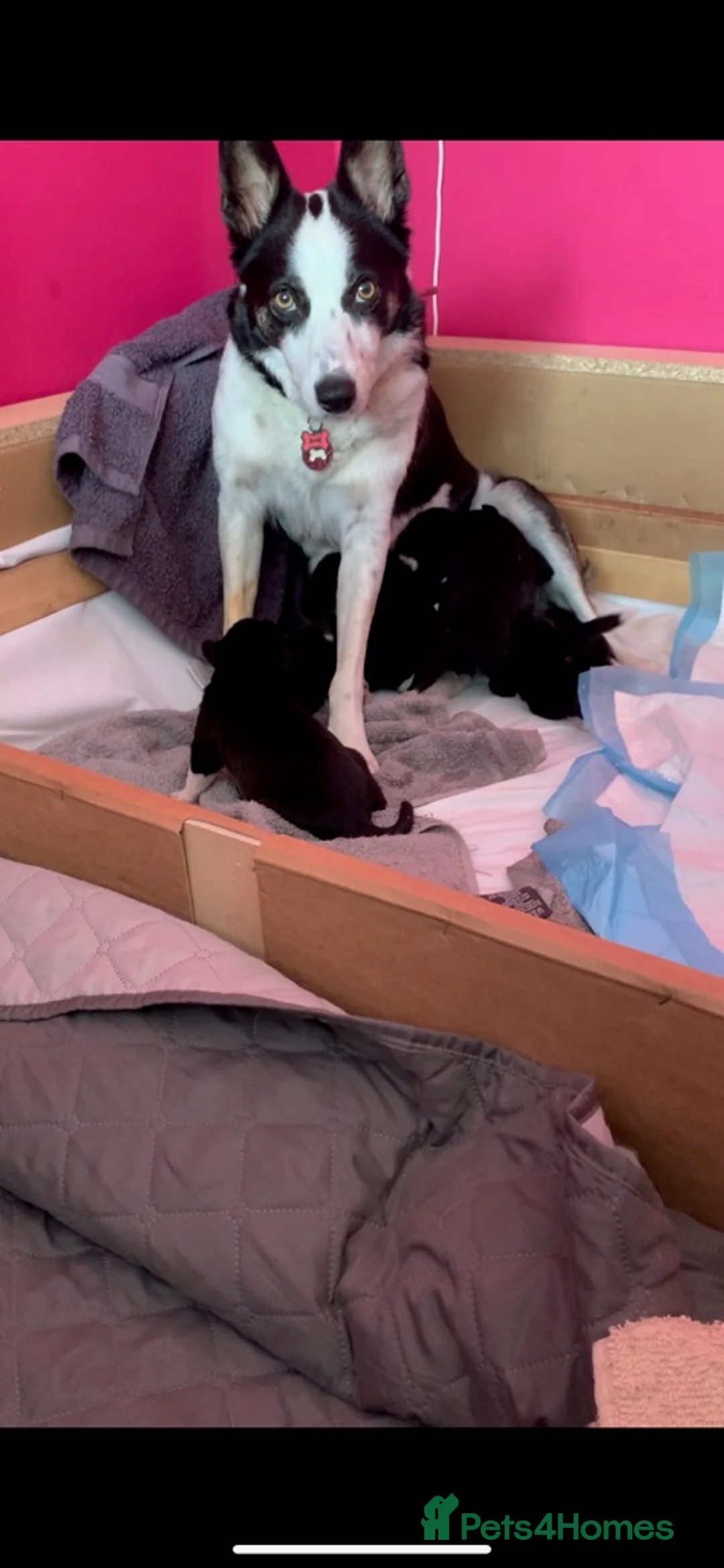 Border Collie dogs for sale: Three Border Collie puppies - Advert 1