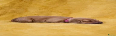 Golden Retriever 5- pink 