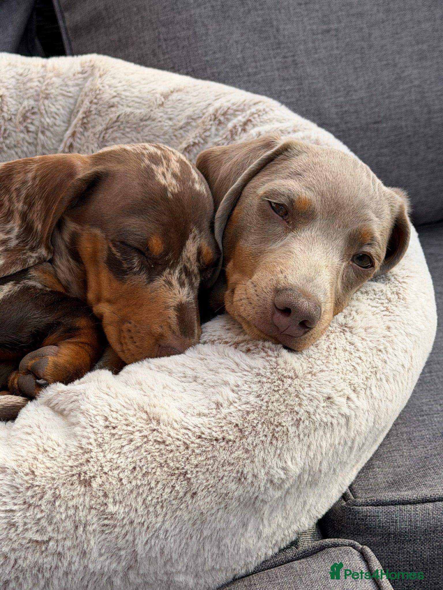 Miniature Dachshund dogs 16 week old boys  - Advert 1