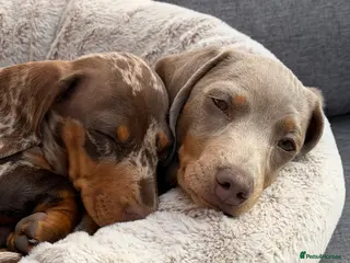 Miniature Dachshund dogs 16 week old boys - Advert 1