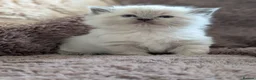Ragdoll cats for sale: Six WK old Ragdoll kittens - Advert 10
