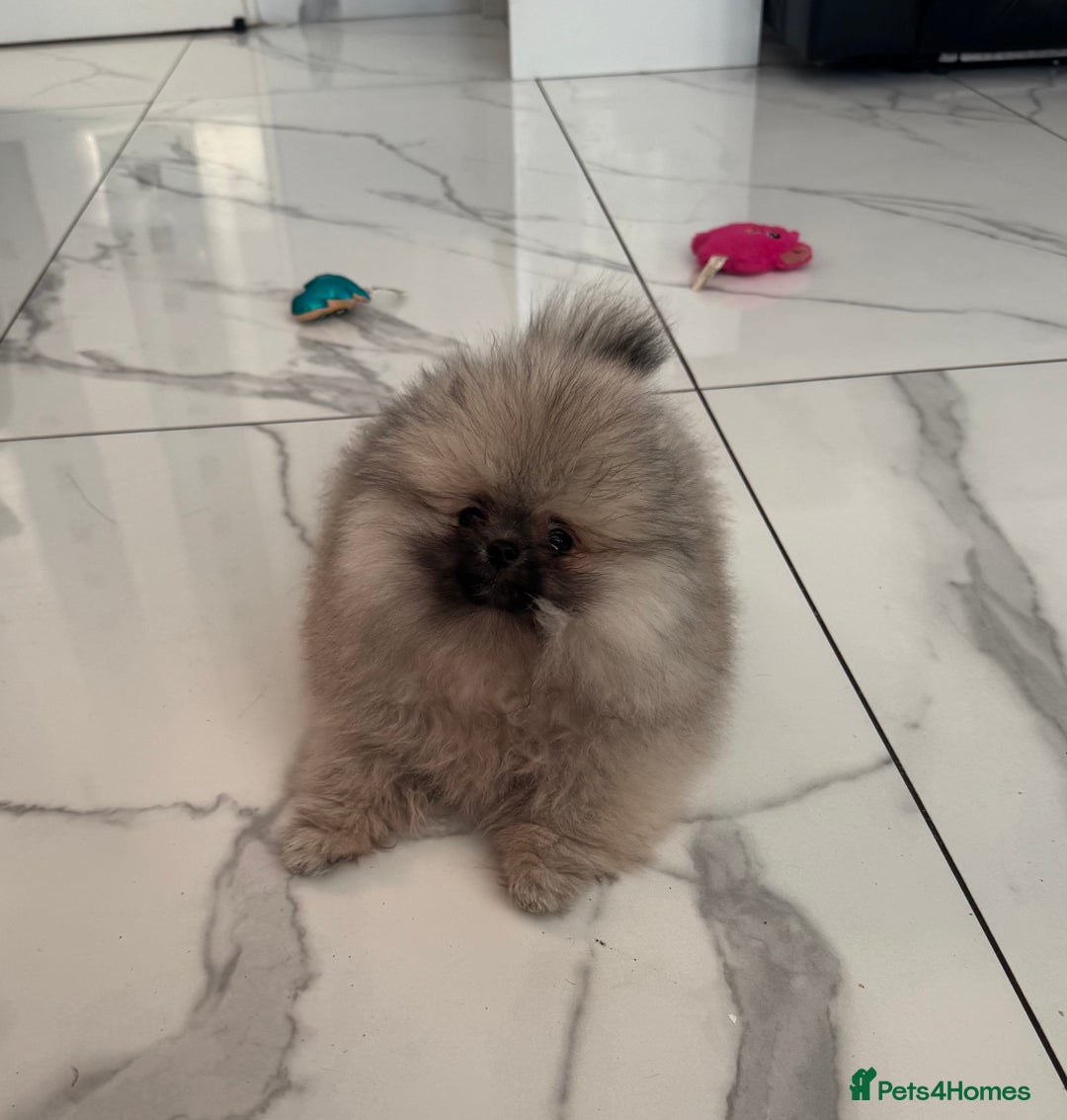 Pomeranian dogs for sale: Fabulous boys available to discerning pet homes - Advert 13