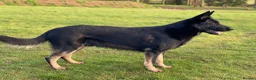German Shepherd dogs for stud: German Shepard available for stud  - Advert 4