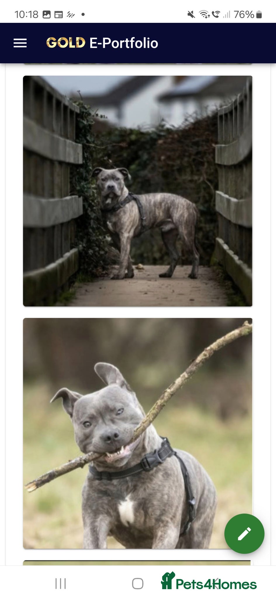 Staffordshire Bull Terrier dogs for sale: Blue & Blue Brindle Staffies in Preston - Advert 4