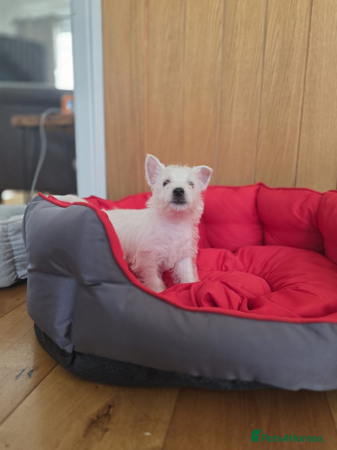 West Highland Terrier dogs for sale: 2 Female West Highlands Puppies - Image 8