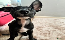Mixed Breed dogs for sale: 3 puppies for sale - Image 6