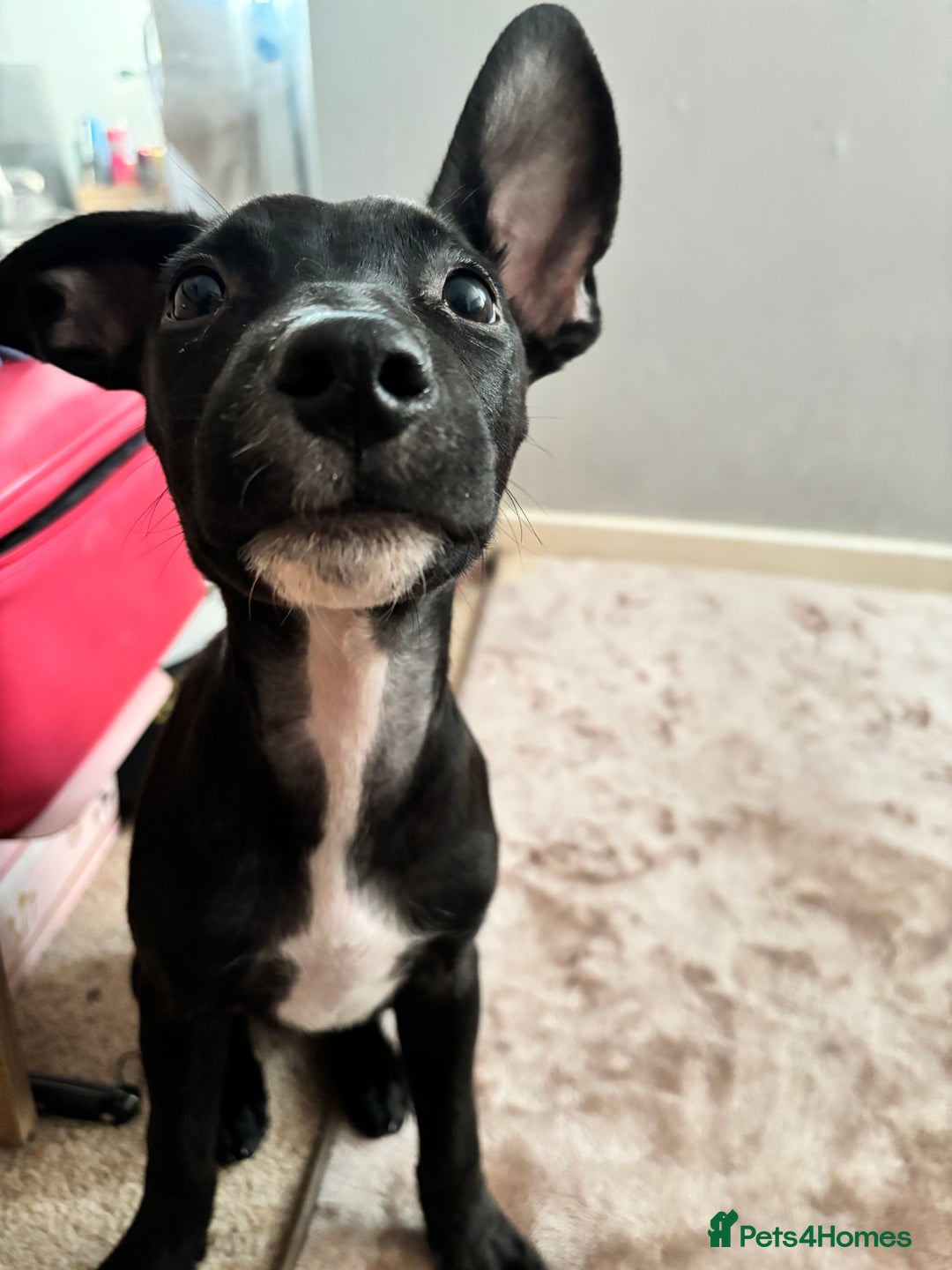 Mixed Breed dogs for sale: 3 puppies for sale - Image 6