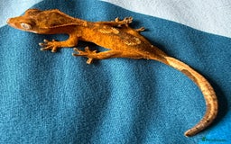 Gecko reptiles for sale: 2x baby crested gecko and full bioactive setup - Image 11