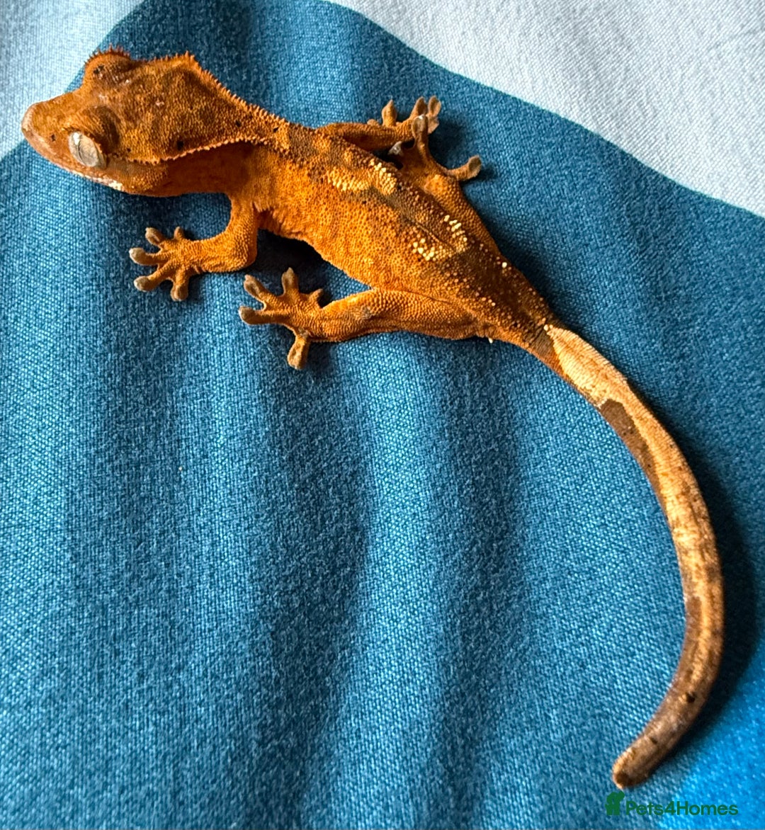 Gecko reptiles for sale: 2x baby crested gecko and full bioactive setup - Image 11