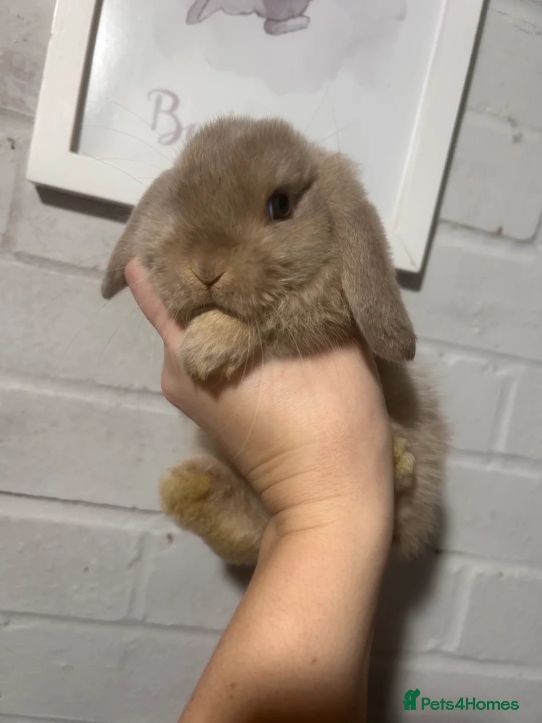 Mini Lop rabbits for sale: Beautiful mini lop Bunnies - Advert 10