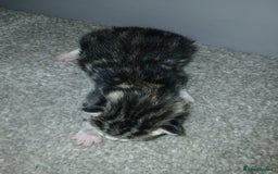 Bengal cats for sale: Bengal crossed tabby  - Image 6