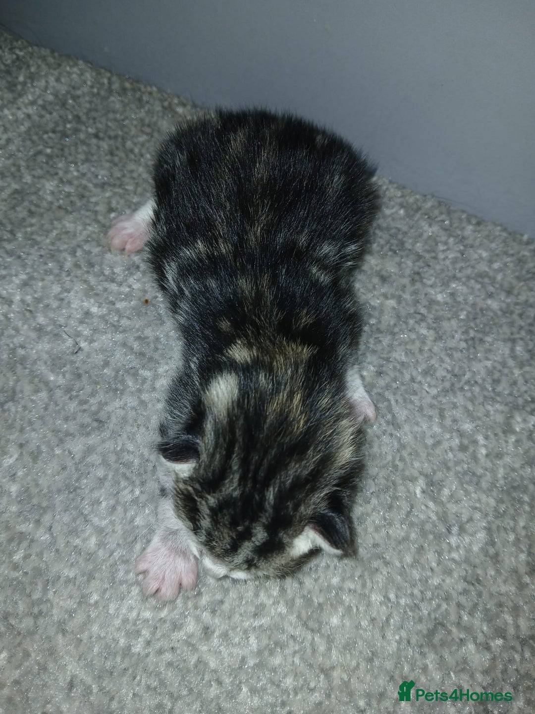 Bengal cats for sale: Bengal crossed tabby  - Image 6
