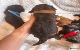 Irish Doodle dogs for sale: 🐾 F1 Beautiful Miniature Irish Doodle Puppies 🐾  - Image 4