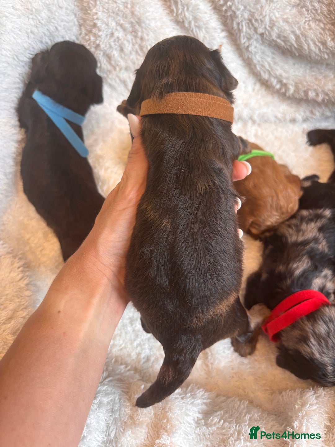 Irish Doodle dogs for sale: 🐾 F1 Beautiful Miniature Irish Doodle Puppies 🐾  - Image 4