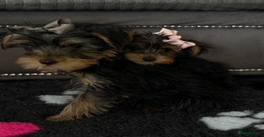 Yorkshire Terrier dogs - Advert 2