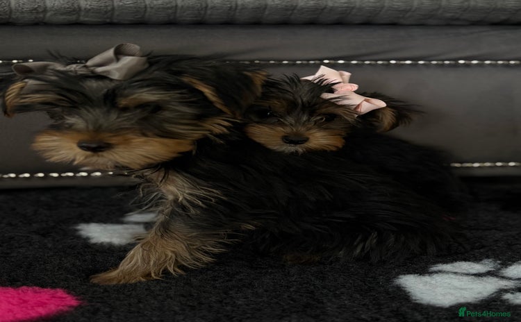 Yorkshire Terrier dogs - Advert 4