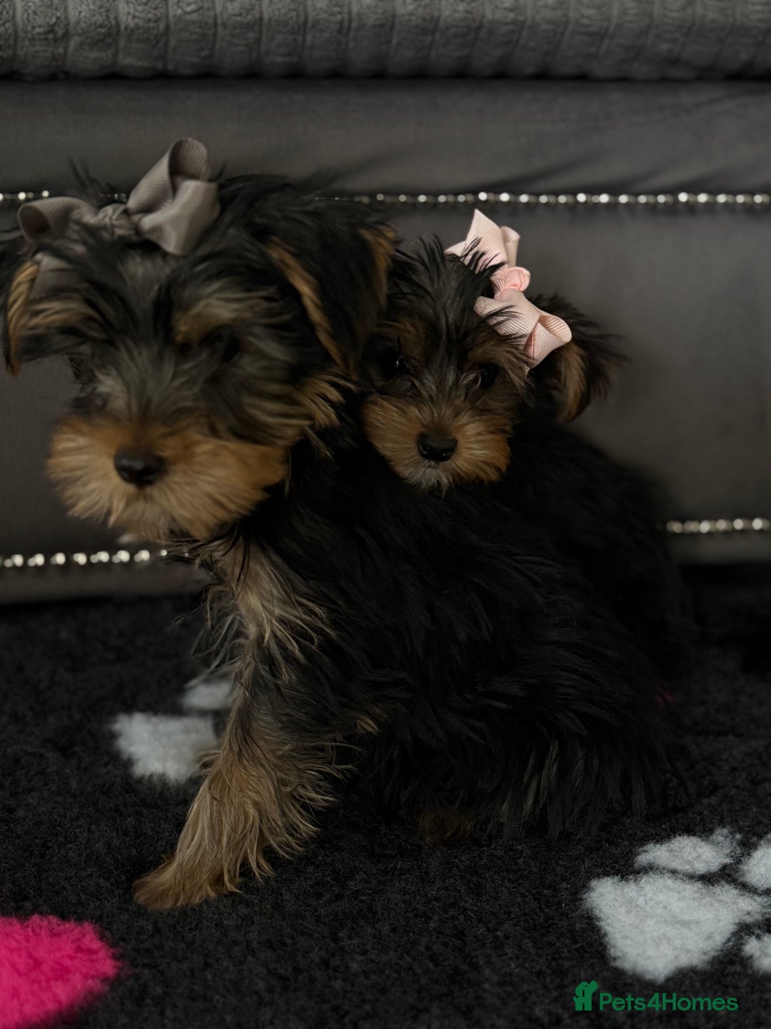 Yorkshire Terrier dogs for sale: Double vaccinated ready to leave - Image 3