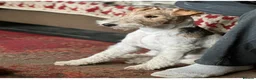 Fox Terrier dogs for sale: Pedigree Wire Haired Fox Terrier puppies for sale - Advert 5