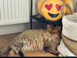 British Longhair cats British long hair 4 yrs old male neutered - Advert 2