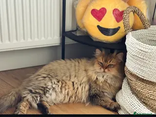 British Longhair cats British long hair 4 yrs old male neutered - Advert 10