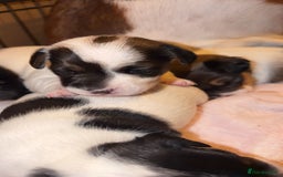 Jack Russell dogs for sale: Jack Russell puppies  - Advert 1