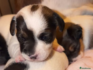 Jack Russell dogs for sale: Jack Russell puppies - Advert 1