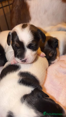 Jack Russell dogs Jack Russell puppies - Advert 1