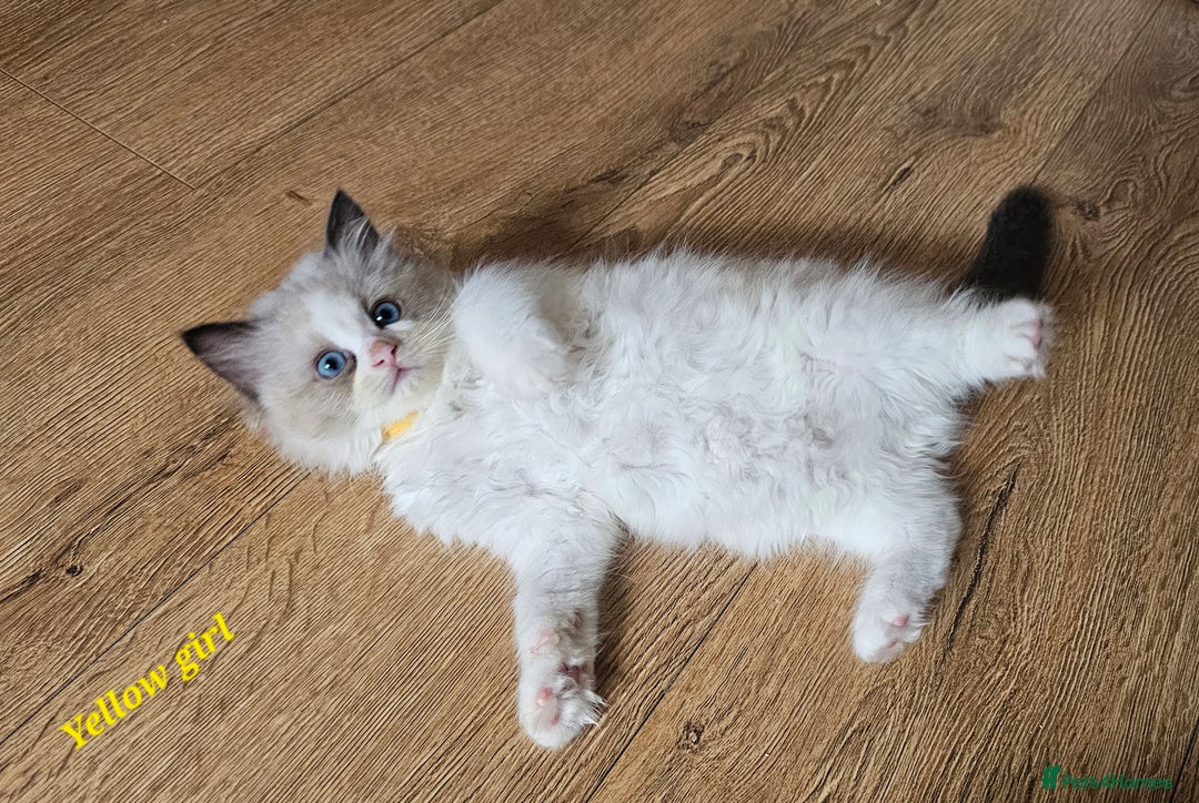 Ragdoll cats for sale: 2 Boys left Gccf £950 Ragdolls  - Image 13