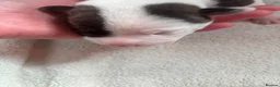 Mixed Breed dogs for sale: Staffy cross/ collie bull greyhound  in Saltburn-by-the-Sea - Advert 3