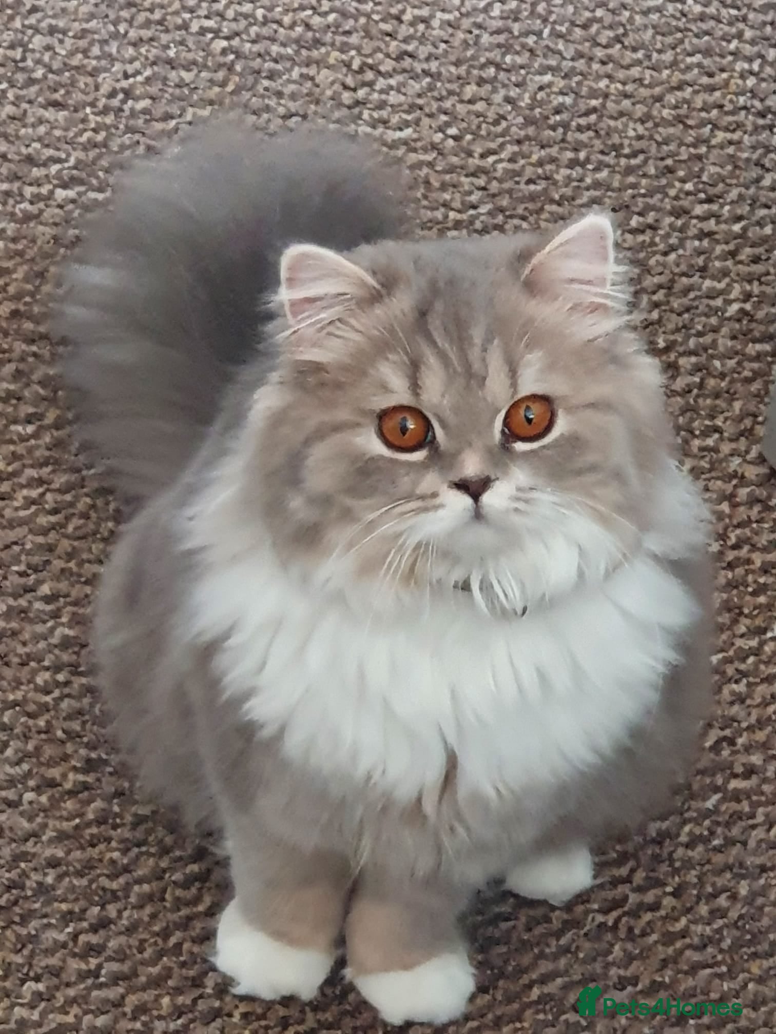 Mixed Breed cats Persian and British longhair  - Advert 2