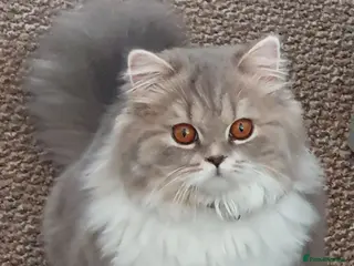 Mixed Breed cats Persian and British longhair - Advert 3