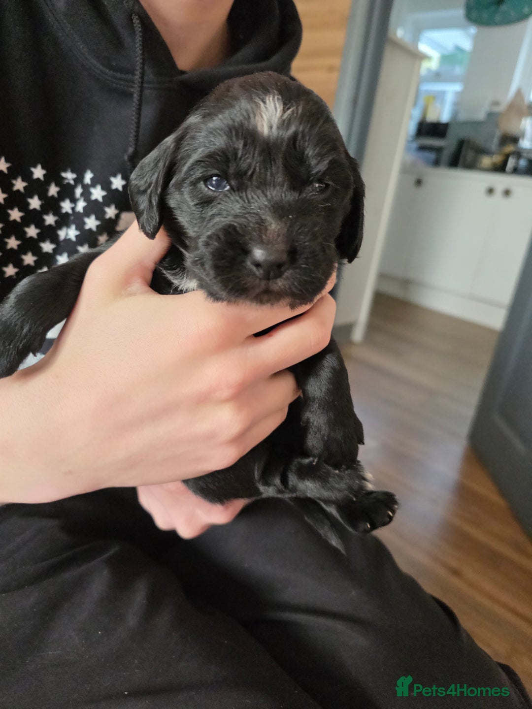 Cocker Spaniel dogs for sale: last puppy (girl) of the Working Cocker Spaniel - Advert 36