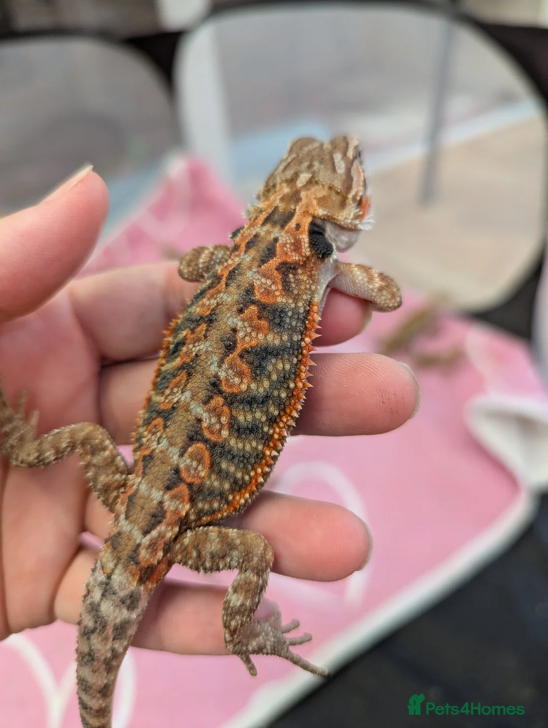 Bearded Dragon reptiles for sale: Baby bearded dragons Very friendly. German Giant X - Advert 2