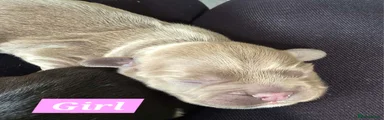 Puppy 2 (Girl)
