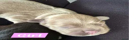 Mixed Breed dogs for sale: Frenchie Bulldog x Cocker Spaniel puppies - Advert 3
