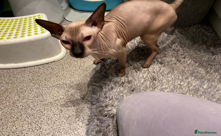 Sphynx cats - Advert 1