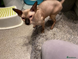 Sphynx cats - Advert 12