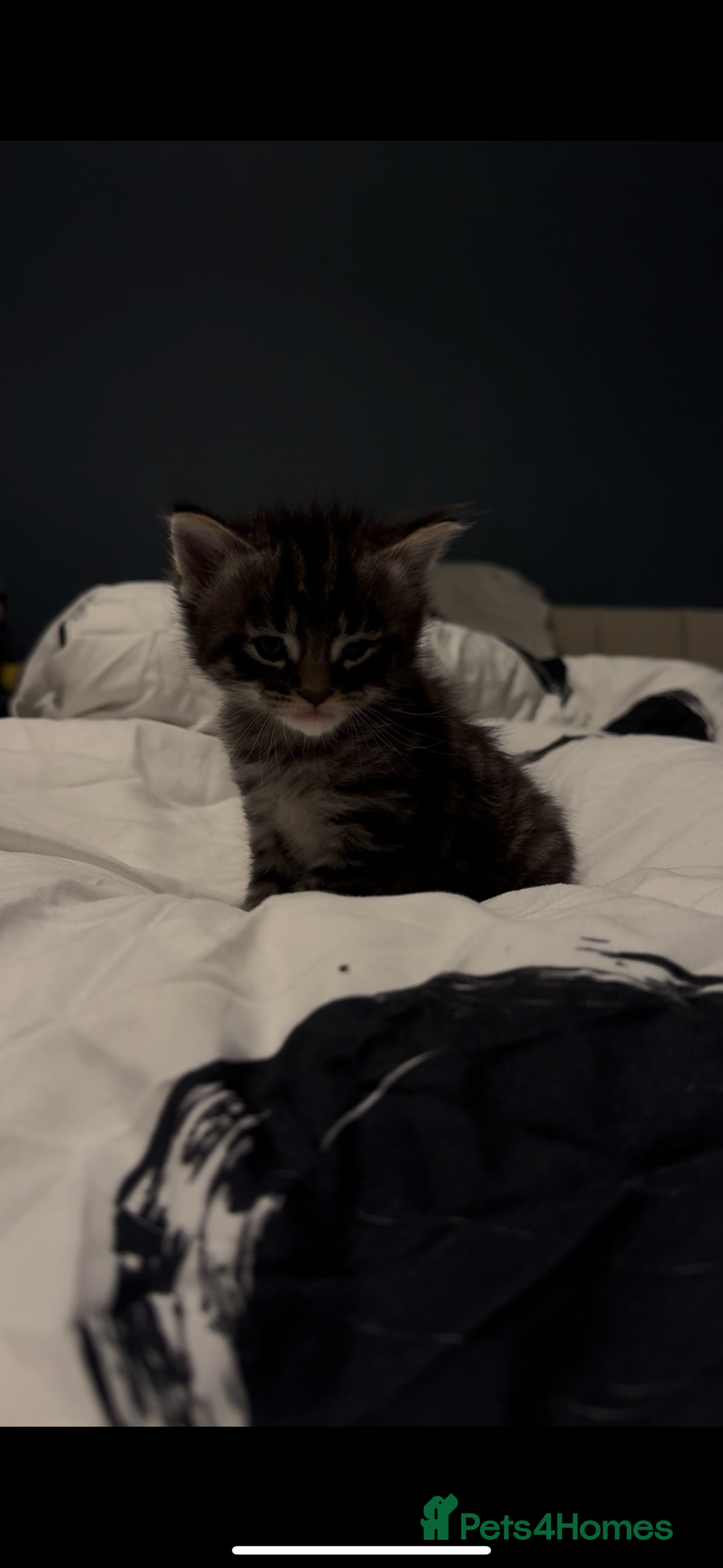 Maine Coon cats for sale: 2 Maine coon x tabby kittens  - Image 3