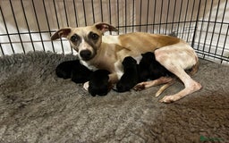 Mixed Breed dogs for sale: F1 whippet x bedlington  - Image 3