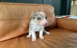 Border Collie dogs for sale: Border Collie Pups Merle, Tri-colour & Blk/wht - Image 22