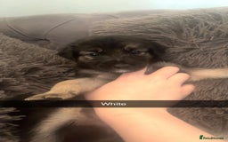 Mixed Breed dogs for sale: German Shepherd x Collie Mix Puppies for sale - Image 10