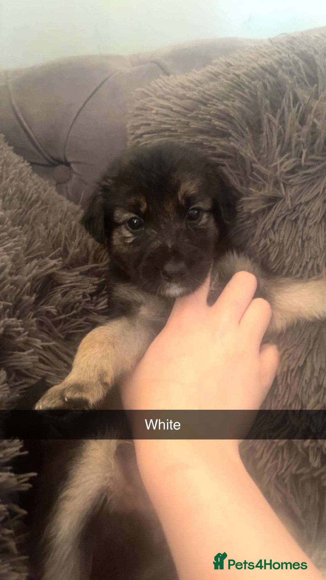Mixed Breed dogs for sale: German Shepherd x Collie Mix Puppies for sale - Image 10