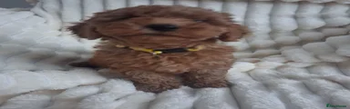 Miniature Poodle 1
