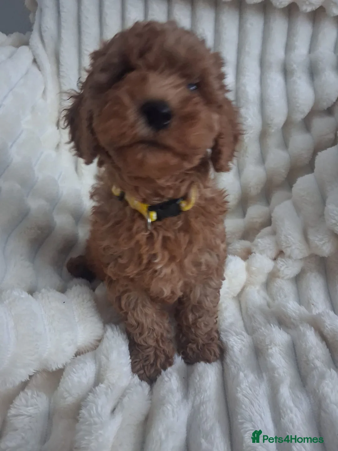 Miniature Poodle dogs for sale: Gorgeous red miniature poodle puppies ready now in Rochester - Advert 1
